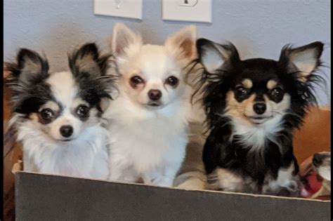 long hair chihuahua for sale|chihuahua long hair puppies.